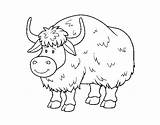 Buffalo Coloring Coloringcrew Animals sketch template