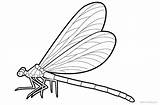 Dragonfly Drawing Coloring Realistic Pages Printable Kids Print Color Clipartmag sketch template