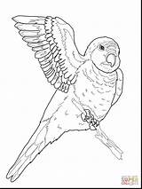 Coloring Parrot Amazon Quaker Designlooter Macaw Spectacular sketch template