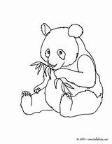 Panda Giant Coloring Pages Color Online Hellokids Print sketch template