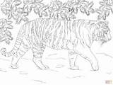 Tiger Siberian Coloring Pages Printable Tijger Tigers Supercoloring Drawing Colouring Adult Super Animals Tekening Wild Lion sketch template