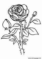 Rose Coloring Pages Color A4 Beautiful Printable Kids Nature Roses Flower Drawing Flowers Colouring Sheets Book Print Worksheets Cherokee Prints sketch template
