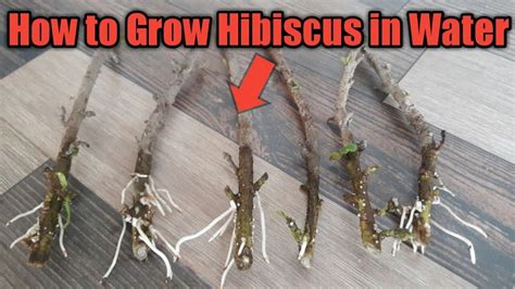 pin  grow hibiscus  cuttings