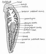 Planarian Planaria Trematodes Dugesia Turbellaria Anatomy Platyhelminthes Tubuh Digestive Worms Struktur Invertebrates sketch template