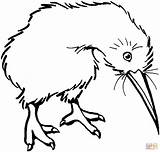 Kiwi Kolorowanki Kolorowanka Kiwis Emu Pajaros Brillant Archivioclerici Ptaki Strusie Coloringbay sketch template
