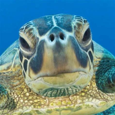 image result  green sea turtle face baby sea turtles turtle