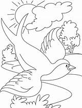 Coloring Bird Flying Swallow Pages Drawing Color Kids Printable Colouring Outline Silhouette Tattoo Seniors Enjoy Getdrawings Drawings Getcolorings 42kb sketch template