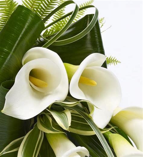 Calla Lily Sheaf White Funeral Flowers Clonee