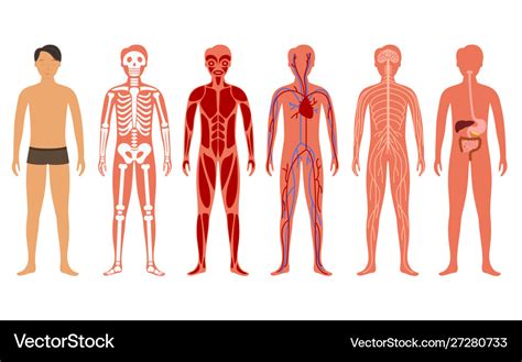 Cartoon Color Human Body Anatomy Set Royalty Free Vector My Xxx Hot Girl