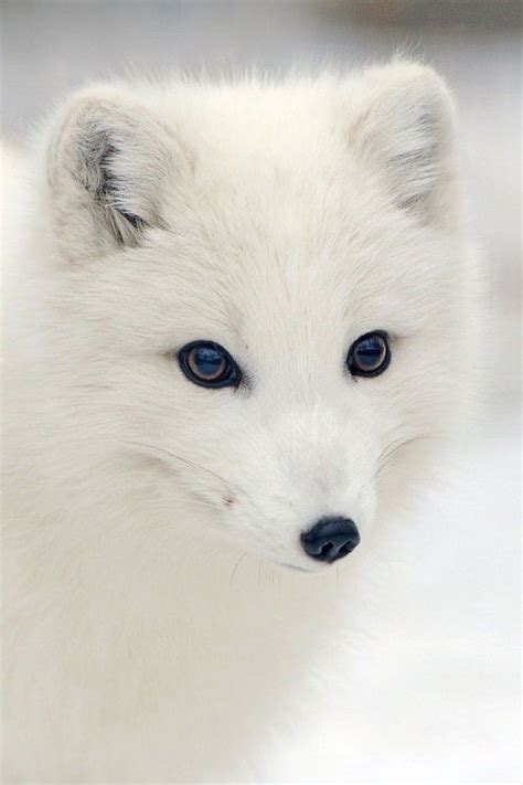 white fox  creatures great small pinterest