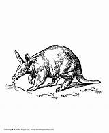 Aardvark Ant Honkingdonkey sketch template