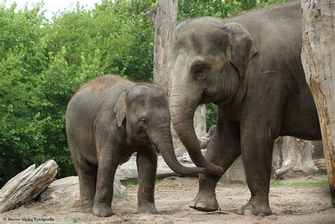 marco alpha fotografie aziatische olifanten