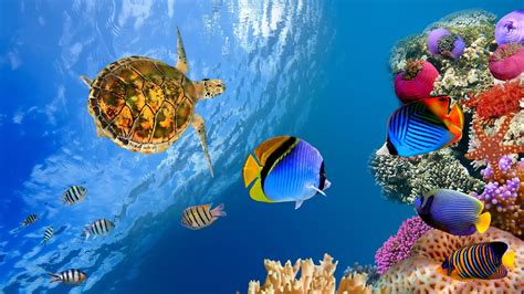 turtle fish underwater sea ocean animal sea life  ultra hd