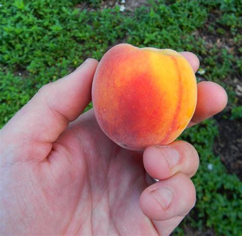 update  growing peaches  seed  survival gardener
