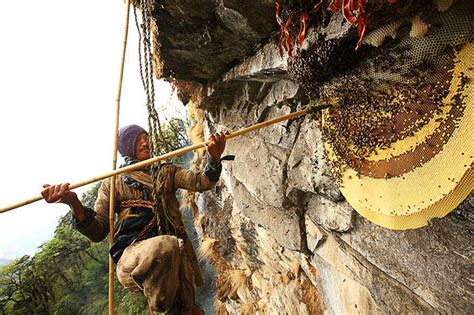 World S Largest Honey Bee The Himalayan Cliff Bee Produces Rare Honey