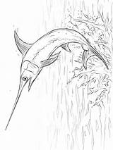 Coloring Swordfish Pages Zwaardvis Kleurplaat Fish Kids Fun Recommended sketch template