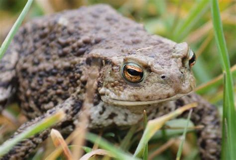 toad  cute toad  spotted  marton mere mark briggs flickr