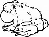 Toad Coloring Pages Cane Clipart Drawing Kids Printable Toads Animal Easy Gif American Drawings Do Preschool sketch template