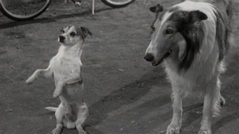 Watch Lassie 1954 Online Full Episodes Of Season 5 To