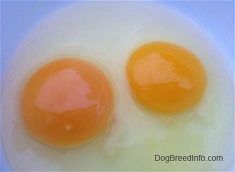 pictures   types  eggs