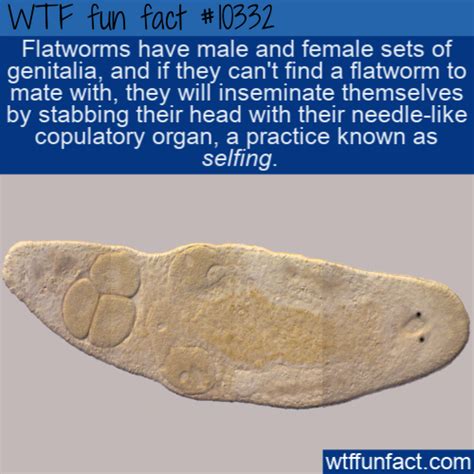 wtf fun fact flatworm selfing