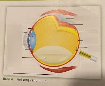 diagram het oog van binnen quizlet