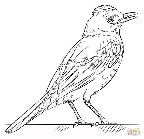 red robin coloring page  printable coloring pages