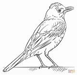 Coloring Robin Bird Red Drawing Pages Draw Step Printable Tutorials Supercoloring Trinidad Robins Colouring Kids Drawings Beginners Looking Cocorico Birds sketch template