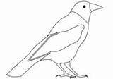 Cuervo Ausmalen Raben Ausdrucken Crows Categorías sketch template