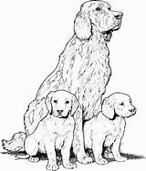 Coloring Bloodhound Designlooter Pages Breed Dog Drawing Find Beautiful sketch template