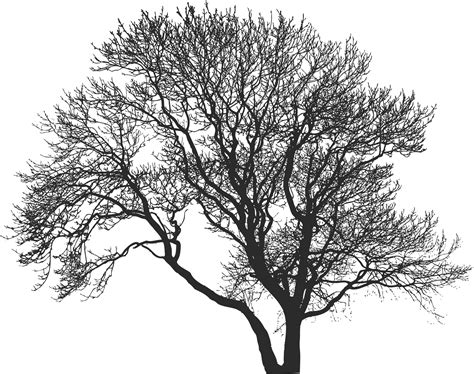 tree silhouette  stock photo public domain pictures