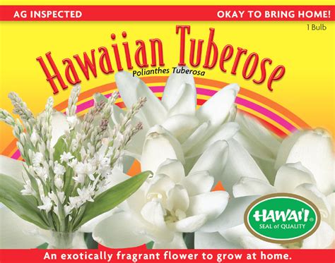 Hawaiian Tuberose Bulb With Miracle Grow