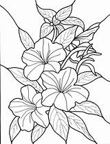 Vines Buds Colorings Getdrawings Tropical Getcolorings Hibiscus sketch template