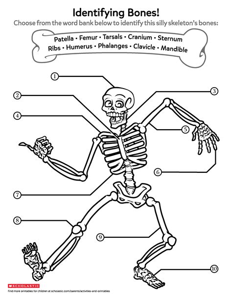 printable skeleton worksheets  printable worksheet