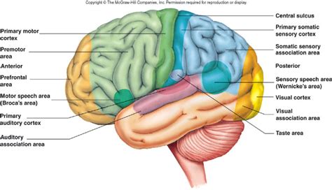 motor areas   brain brainlyqe