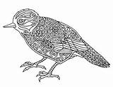 Zentangle Xenops Bird Coloring Preview sketch template