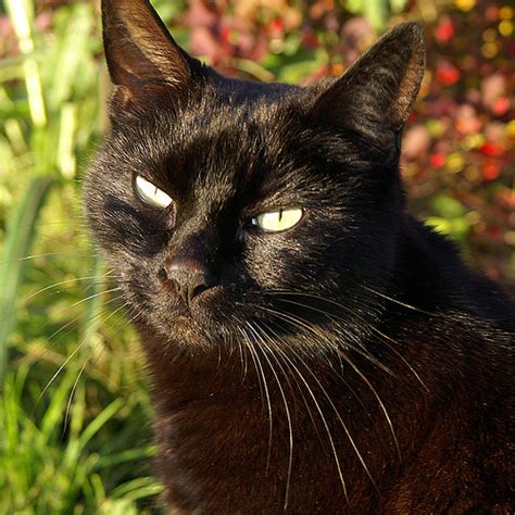 black cat wikipedia