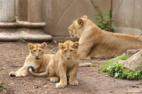 marco alpha fotografie aziatische leeuwen