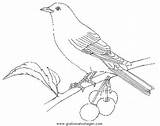 Amsel Ausdrucken Ausmalen Ausmalbilder Vogel Ausmalbild sketch template