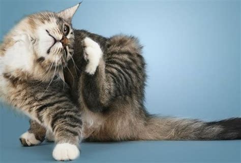 common cat skin problems signs  treatment hubpages