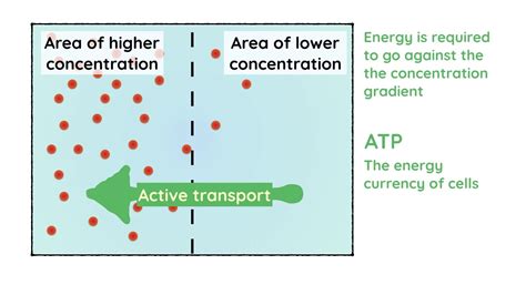 active transport  biology slideshare