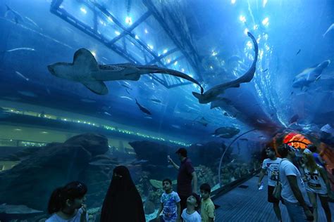 scuba diving   dubai aquarium   dubai mall uponarriving