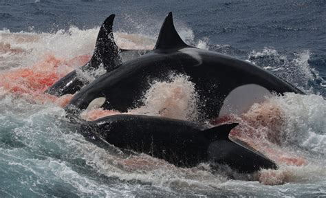 El Brutal Ataque De Un Grupo De Orcas A Ballenas Jorobadas El Hit