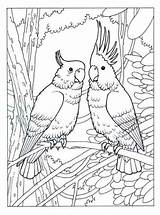 Coloring Cockatoo Pages Kids Popular Parrots sketch template