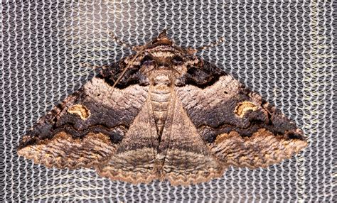 maryland biodiversity project intent zale moth zale intenta