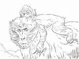Baboon Pages Coloring Baby Realistic Printable Mother Moms Print Color Kids Drawing Skip Main Coloringbay sketch template