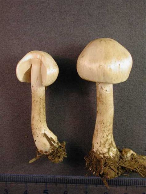 Inocybe Whitei – Mushrooms Up Edible And Poisonous Species Of Coastal