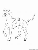 Coloring Pages Coon Dog Whippet Coonhound English American Getcolorings Getdrawings Drawing sketch template