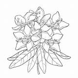 Rododendro Rhododendron Alpenblumen Colorare Alpine Ramo Alpino Fiore Profilo Grafiken Branch Alpenrose ähnliche Vektorgrafiken Illustrationen sketch template