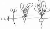 Radish Sprout Semilla Stadia Zaad Spruit Crecimiento Brote Rabano Oogsten Kleurende Oogst sketch template